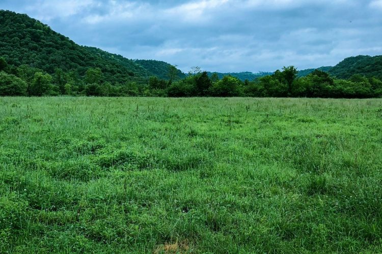 Grassland hillside on protected property.