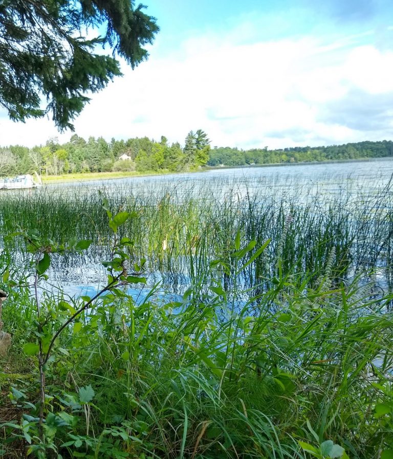 Aquatic plants grow at Wabedo Lake.
