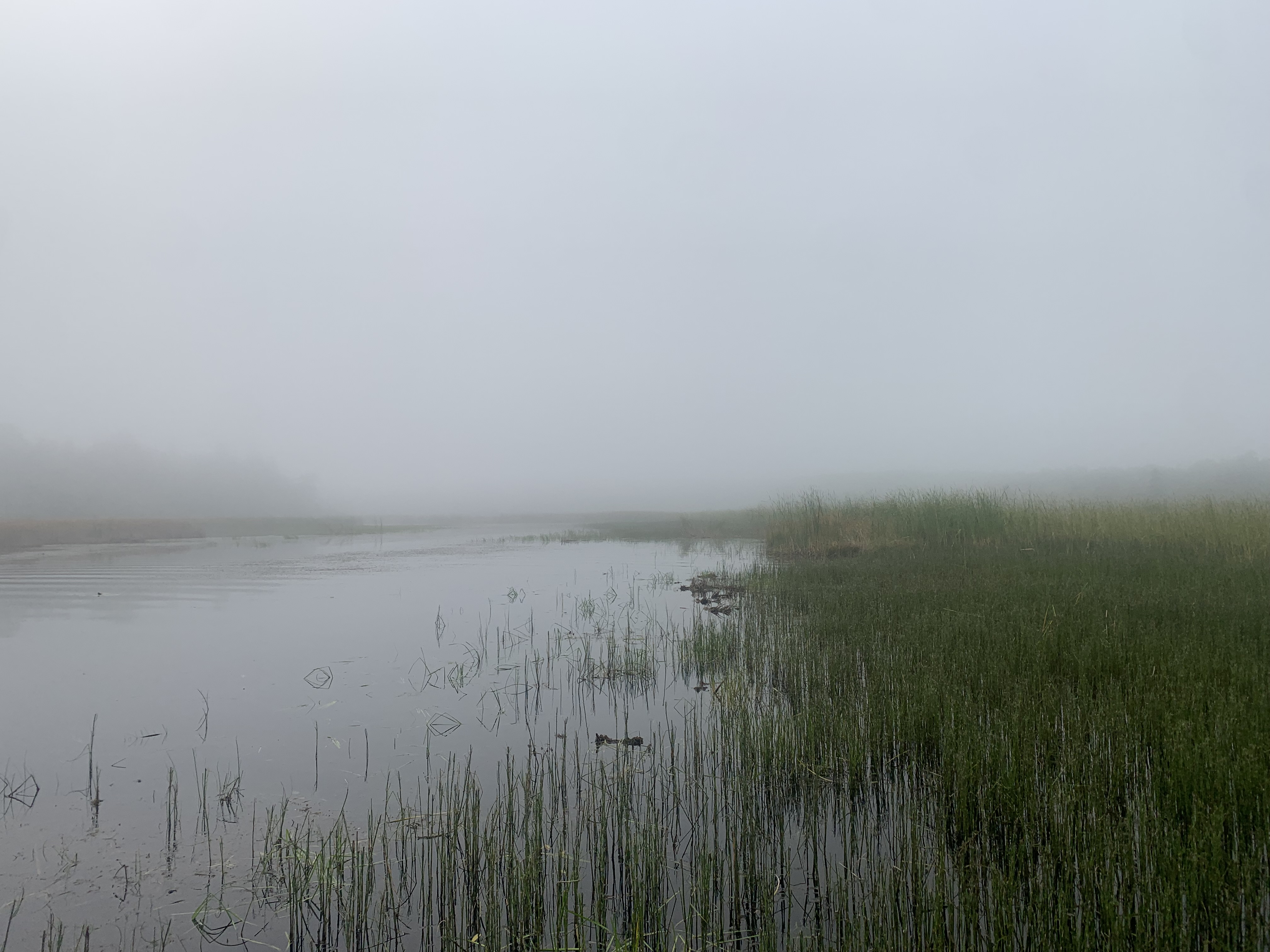 Wetland at Voyageurs National Park.