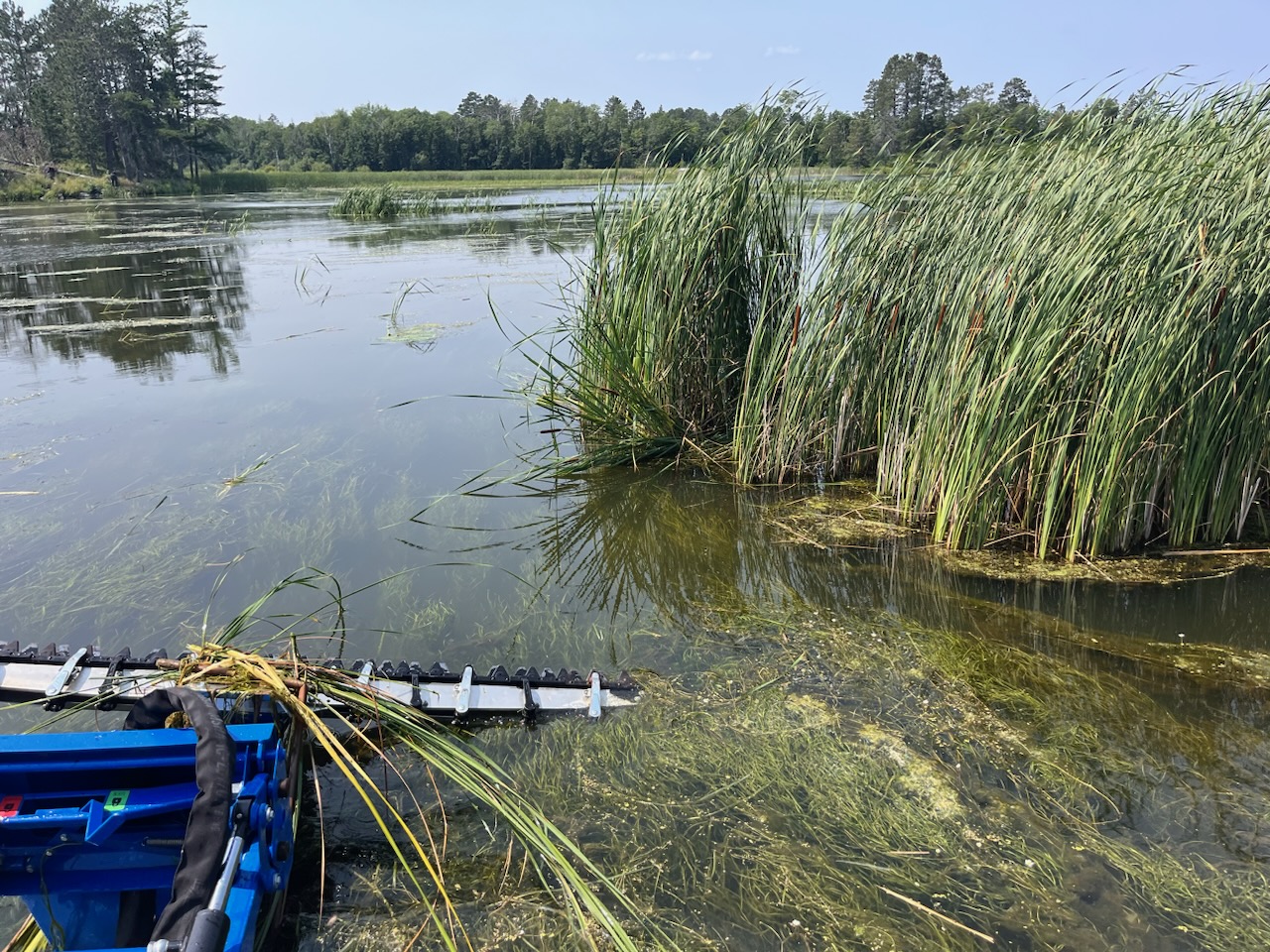 Removal of invasive cattails in a Voyageurs National Park wetland.