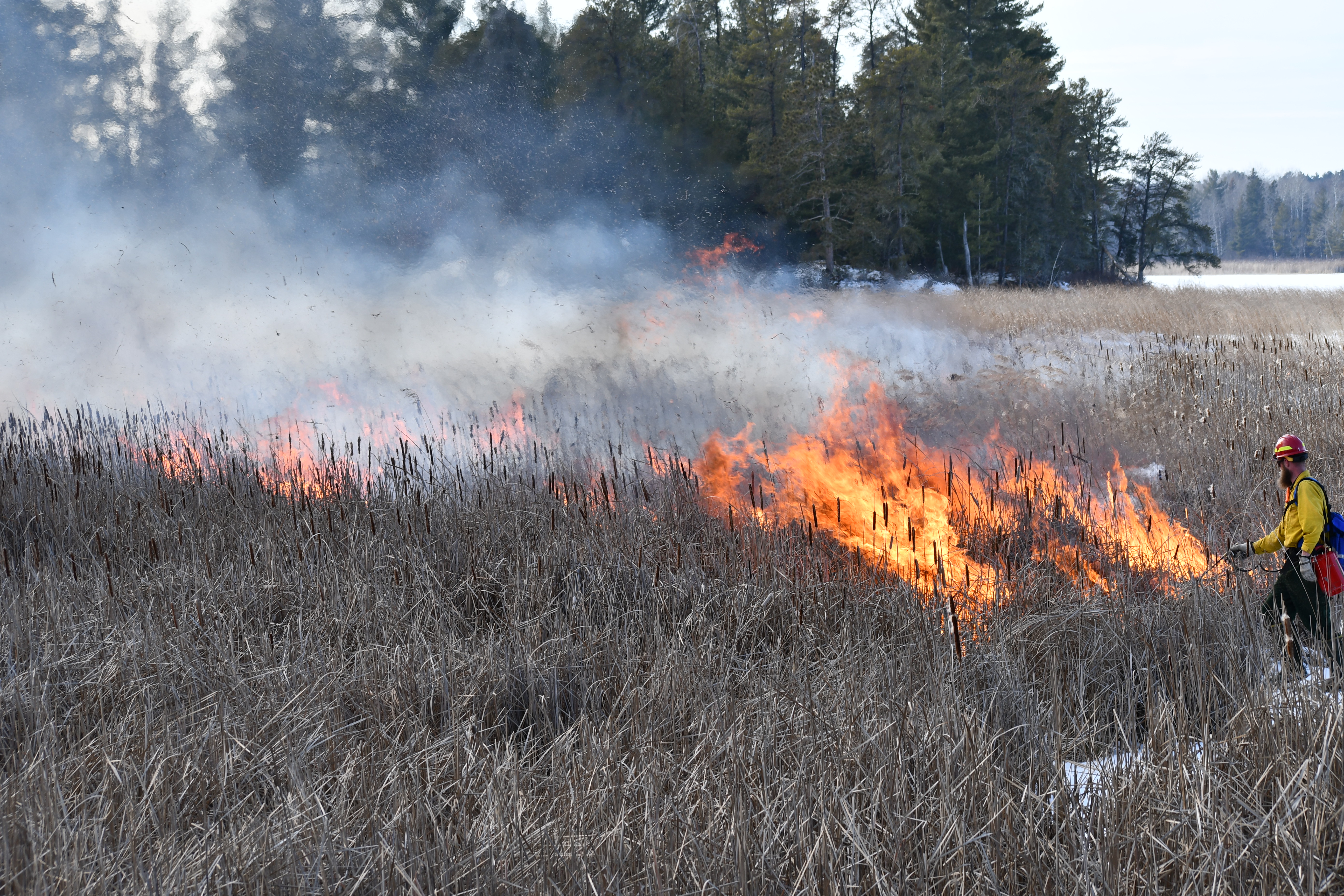 Controlled burn of invasive cattails at a Voyageurs National Park wetland.