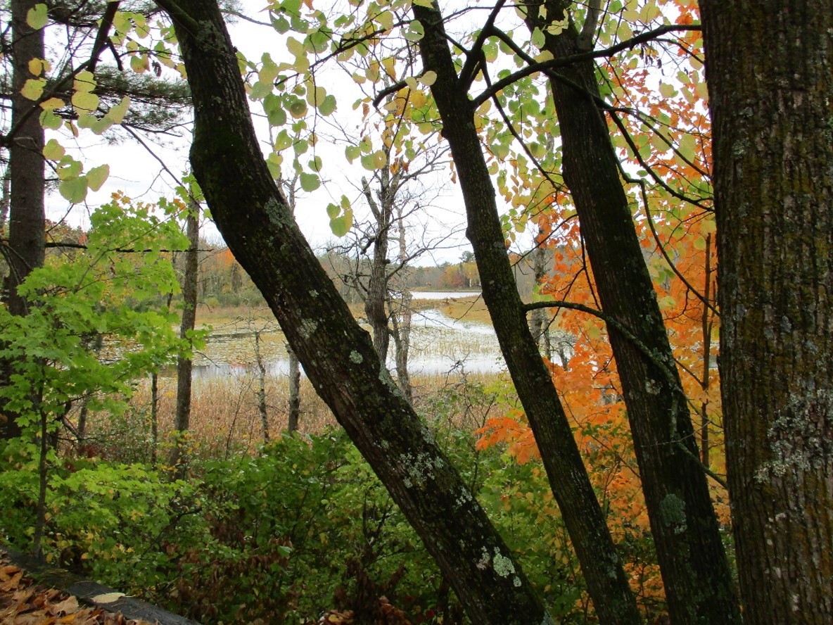 A view of the forested shoreline of Louise Lake in fall.