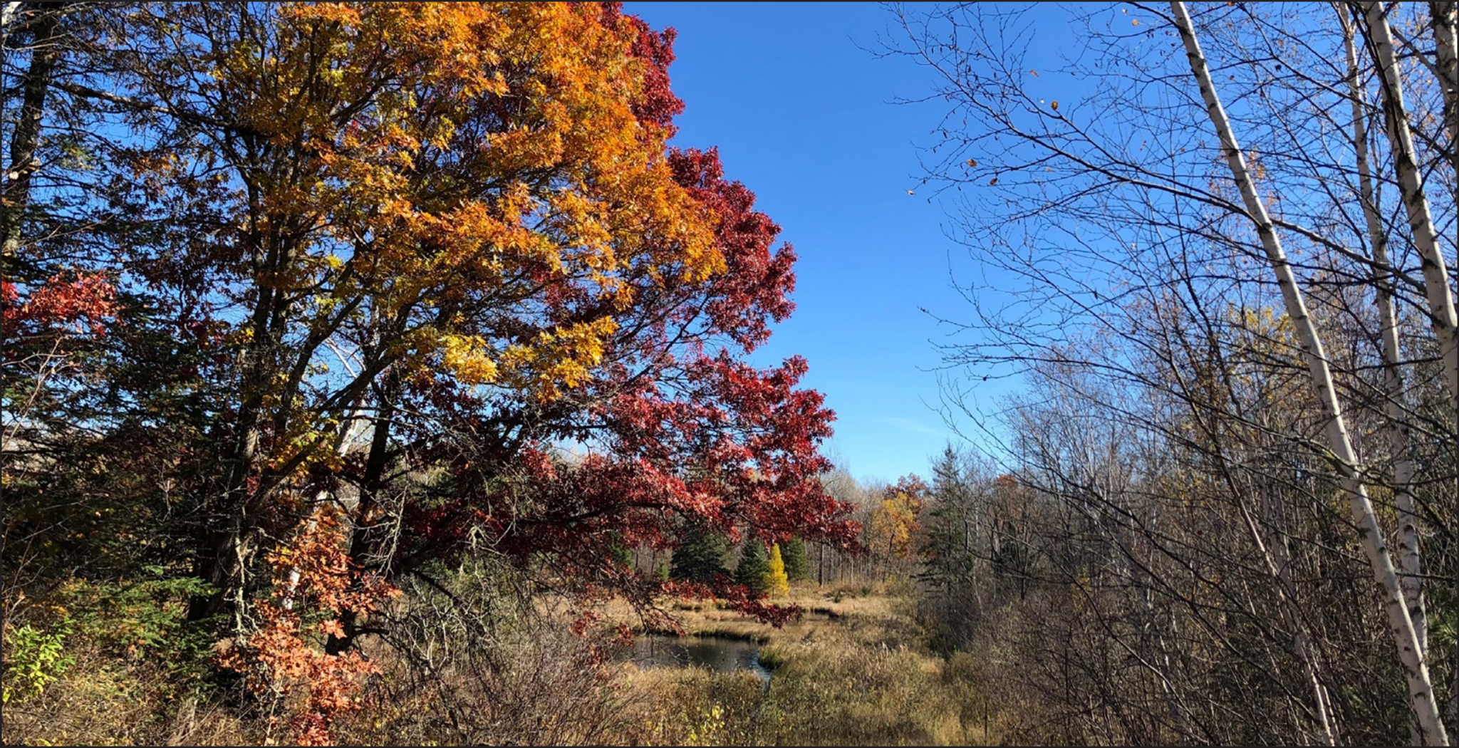 Forested area of protected habitat in the Pine River Watershed.