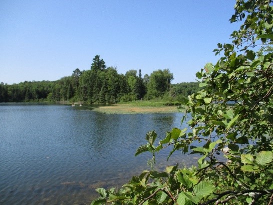 A view of the forested shoreline of Roosevelt Lake.