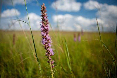 Blazing star blooms on protected prairie.