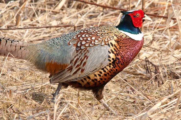 A pheasant is seen in its natural habitat in Minnesota.