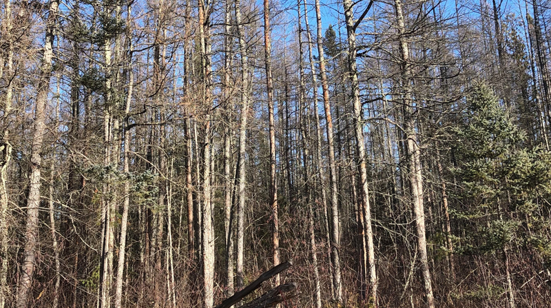 Aitkin County Lowland forest habitat.