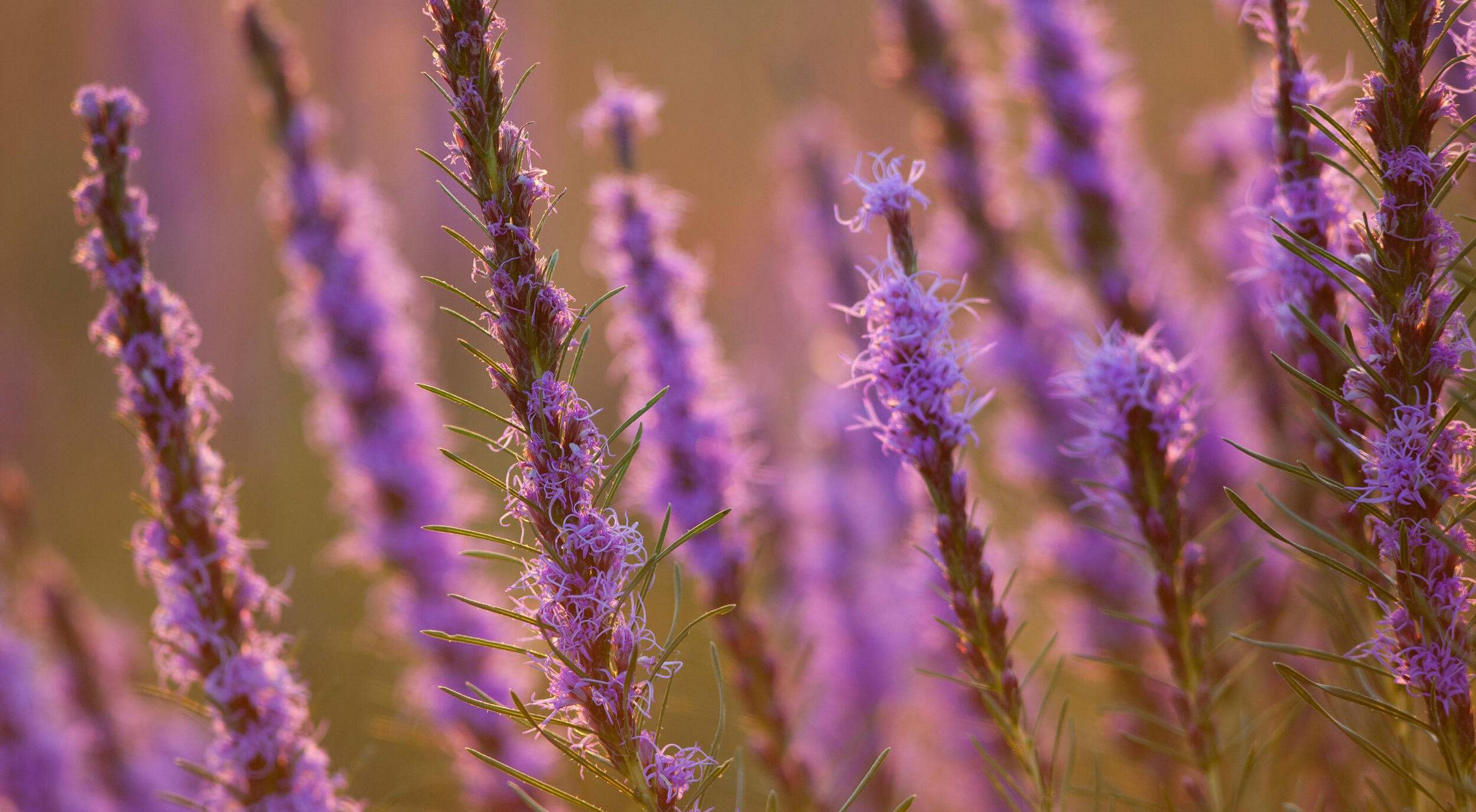 Blazing star flowers bloom on Minnesota prairie.