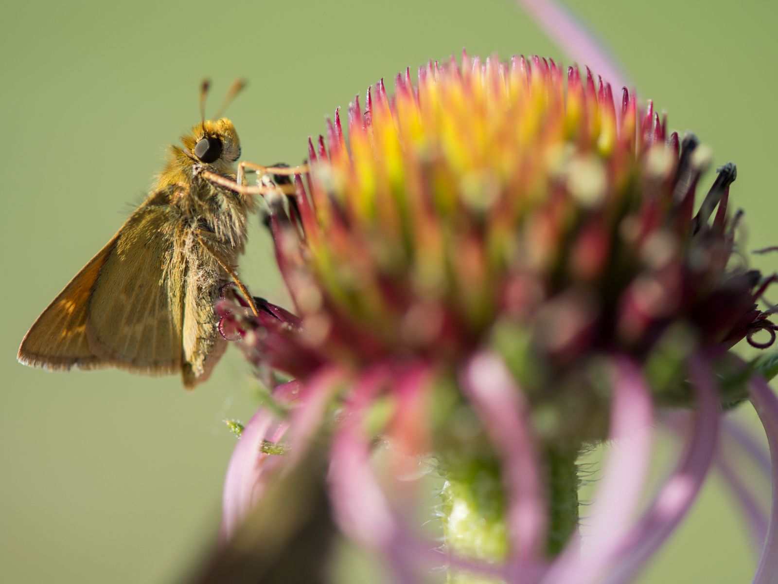 Rare Dakota skipper butterflies have been seen at Roscoe Prairie.