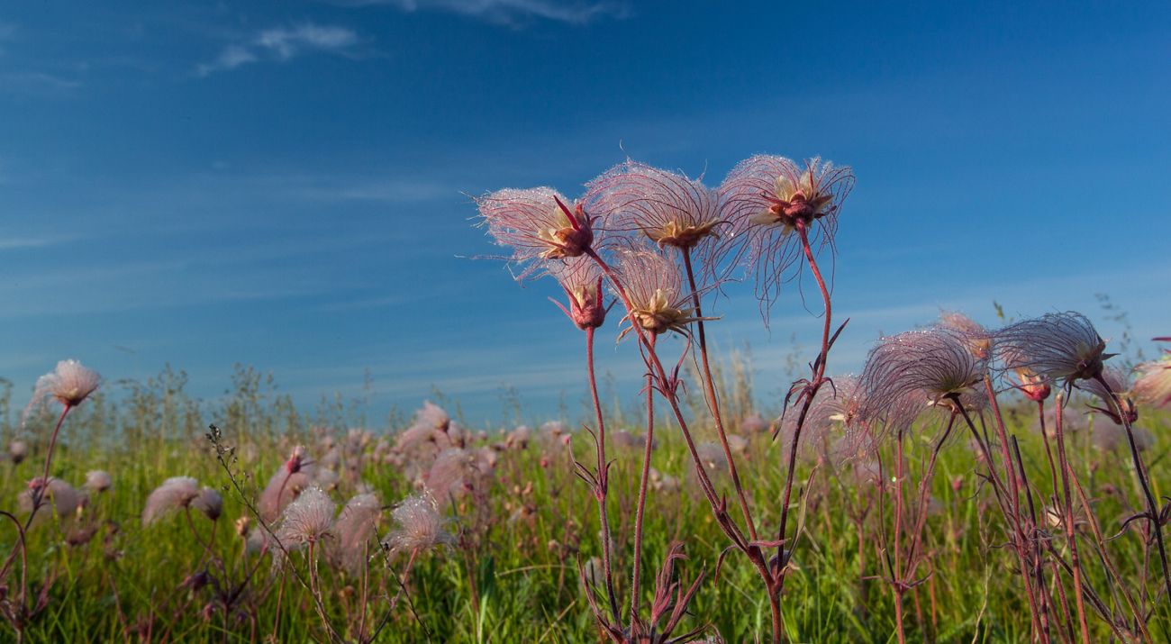 Prairie smoke in bloom in Polk County, Minnesota.