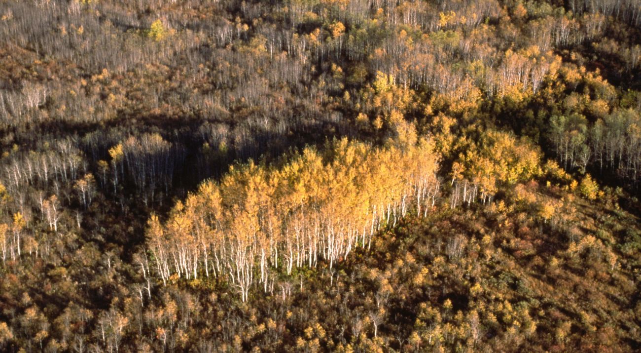 Aspen stand in Tallgrass Aspen Parkland.