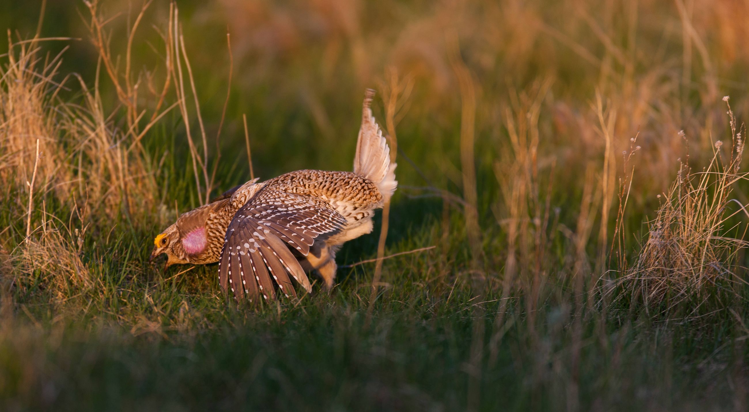 Sharp-tailed grouse.
