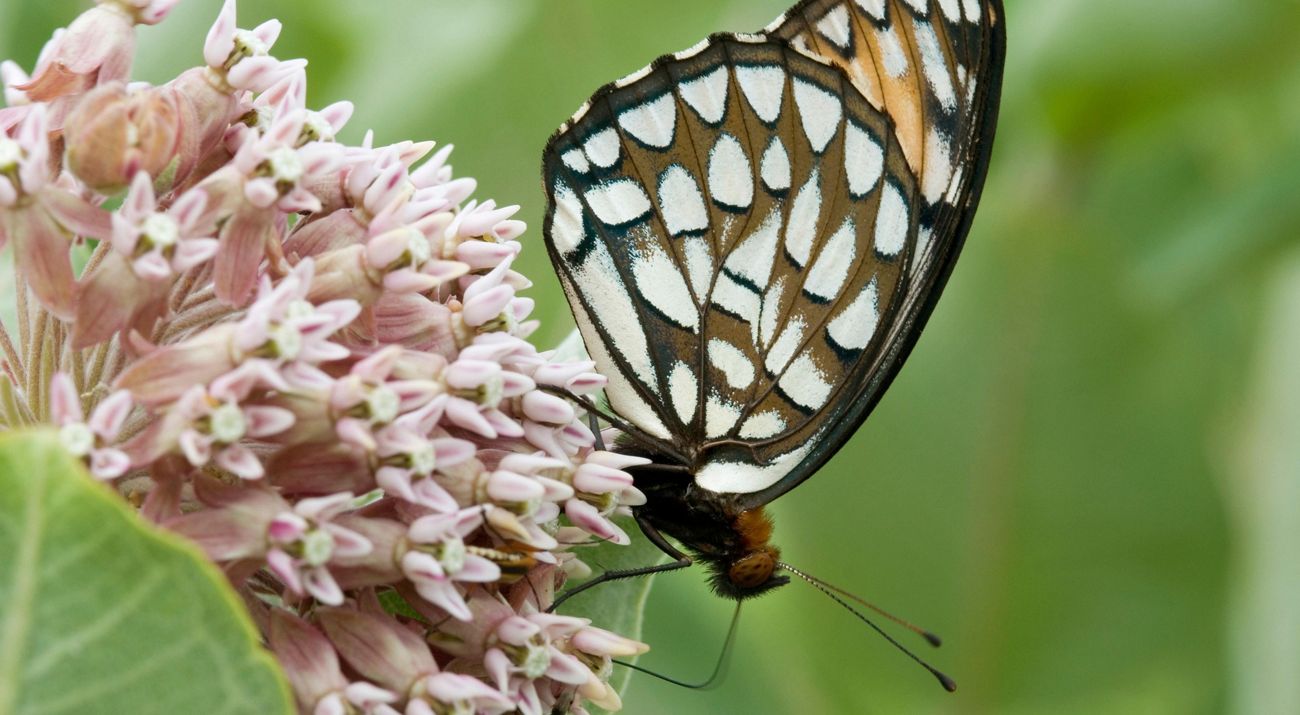 Regal fritillary butterfly on prairie plants.
