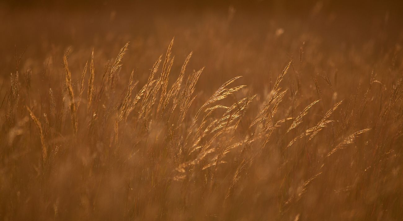 Tallgrass prairie grasses on Bluestem Prairie Preserve.