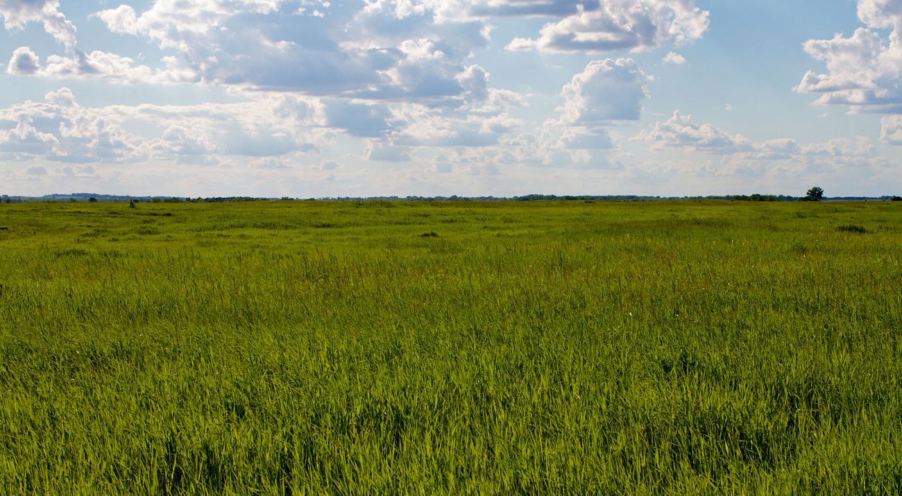 Prairie landscape at Chippewa Prairie.