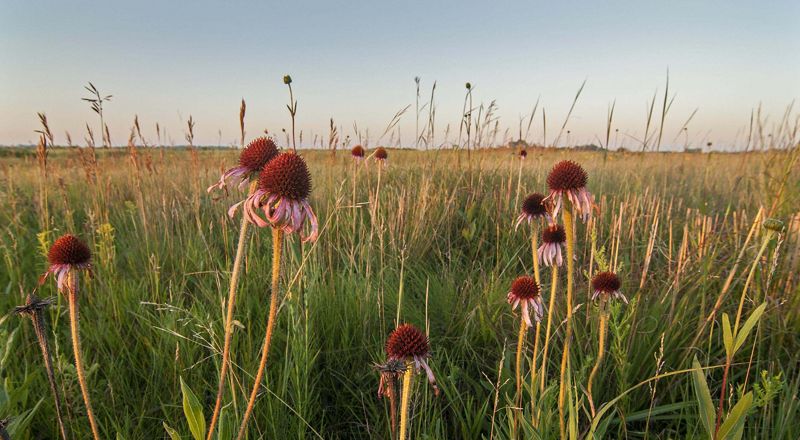 Purple coneflower blooms in Minnesota.