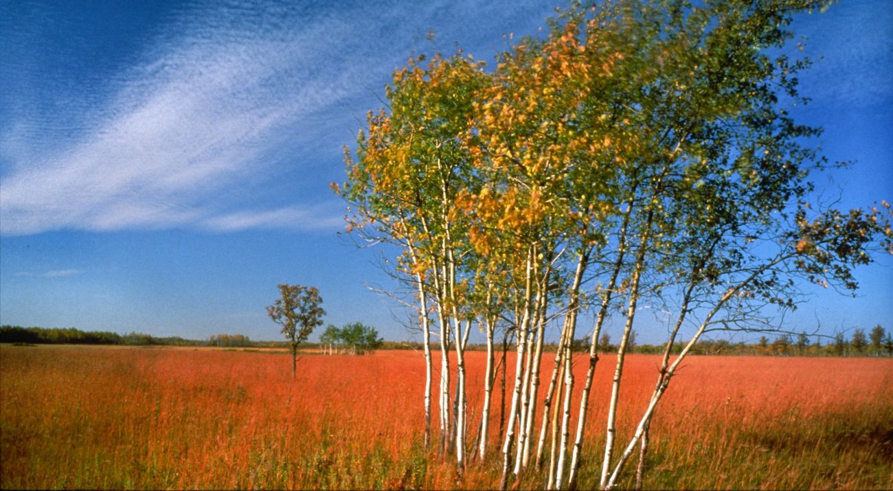 Aspen stand in Tallgrass Aspen Parkland.