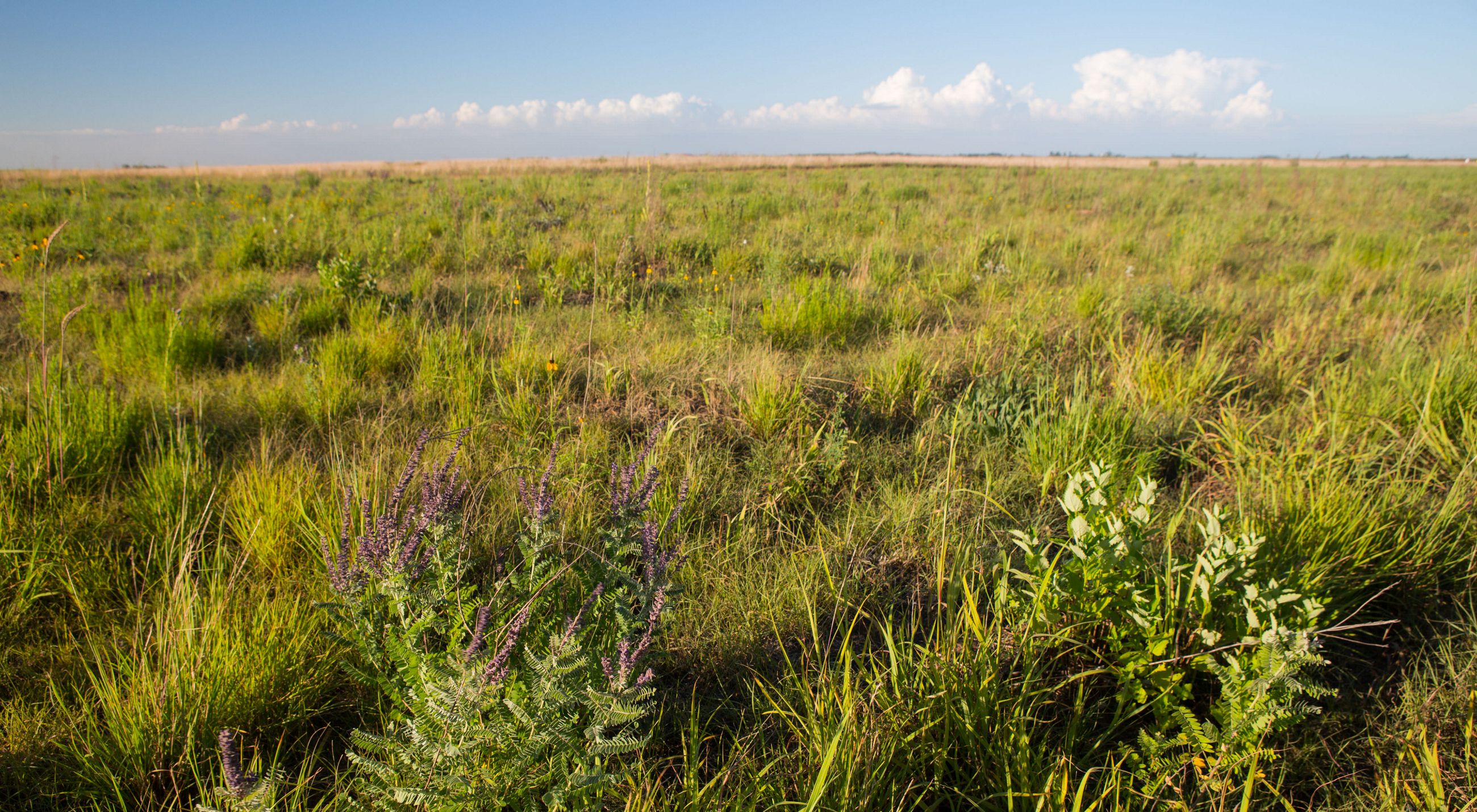 Prairie habitat with diverse plant life at Glacial Ridge National Wildlife Refuge.