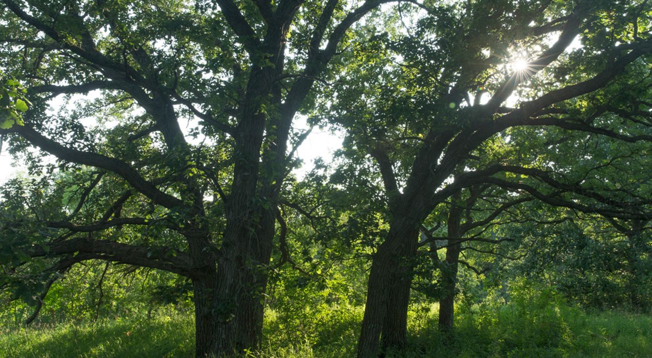 Oak savanna at Glacial Lakes Preserve.