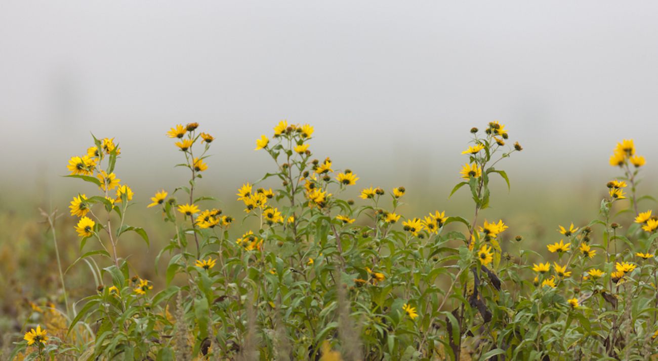 Flowering prairie plants at hole-in-the-mountain Prairie.