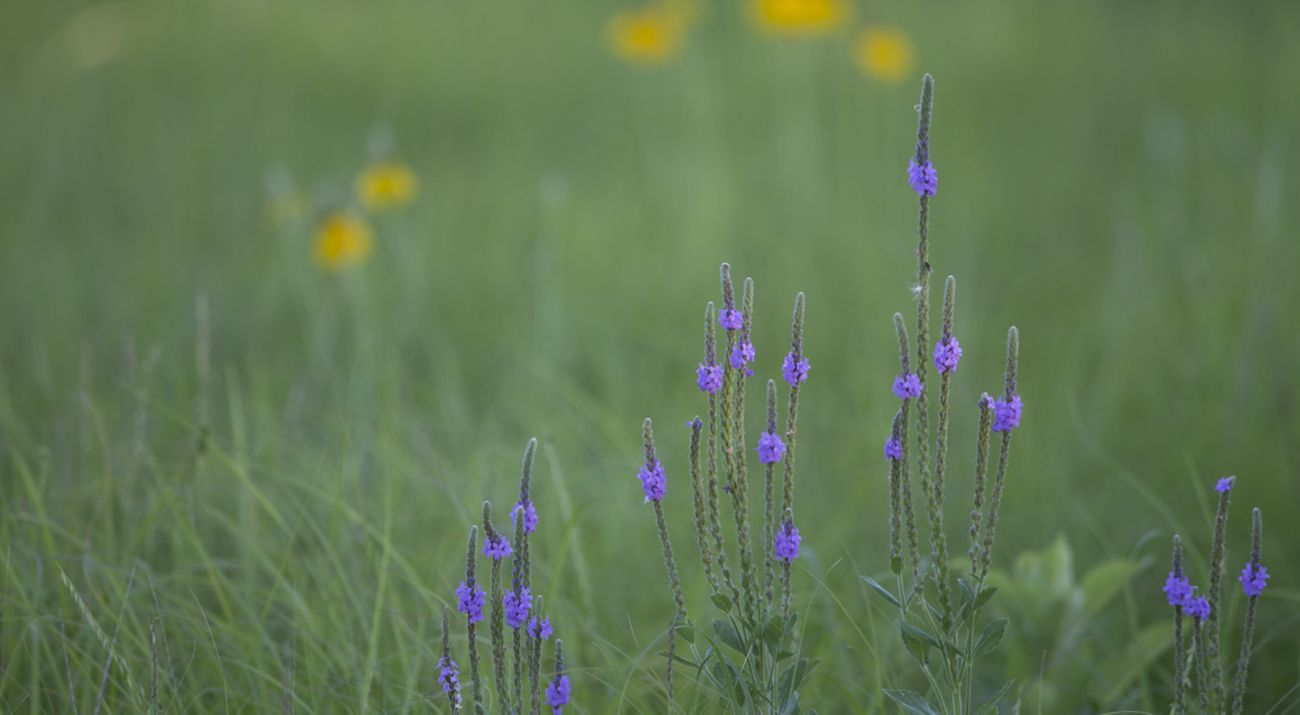 Minnesota prairie flowers blooming.