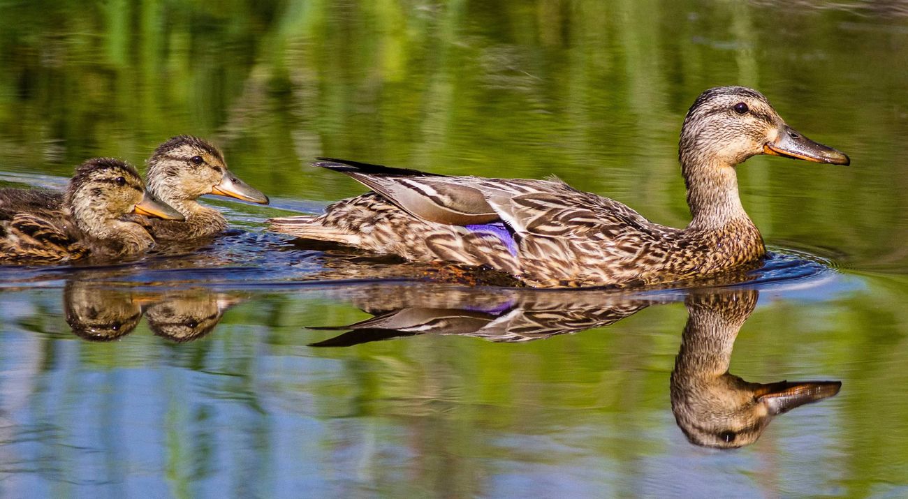Waterfowl in a wetland.