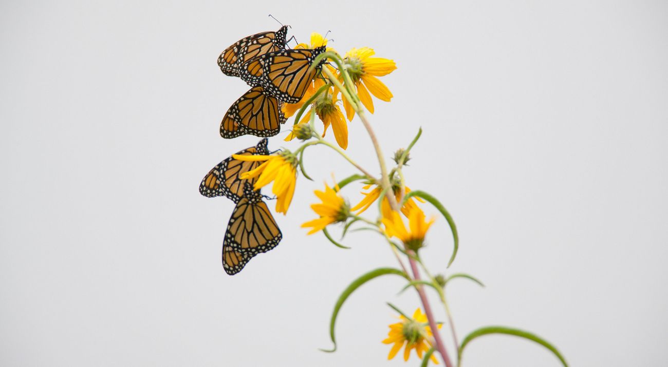 Monarch butterflies on prairie plants.
