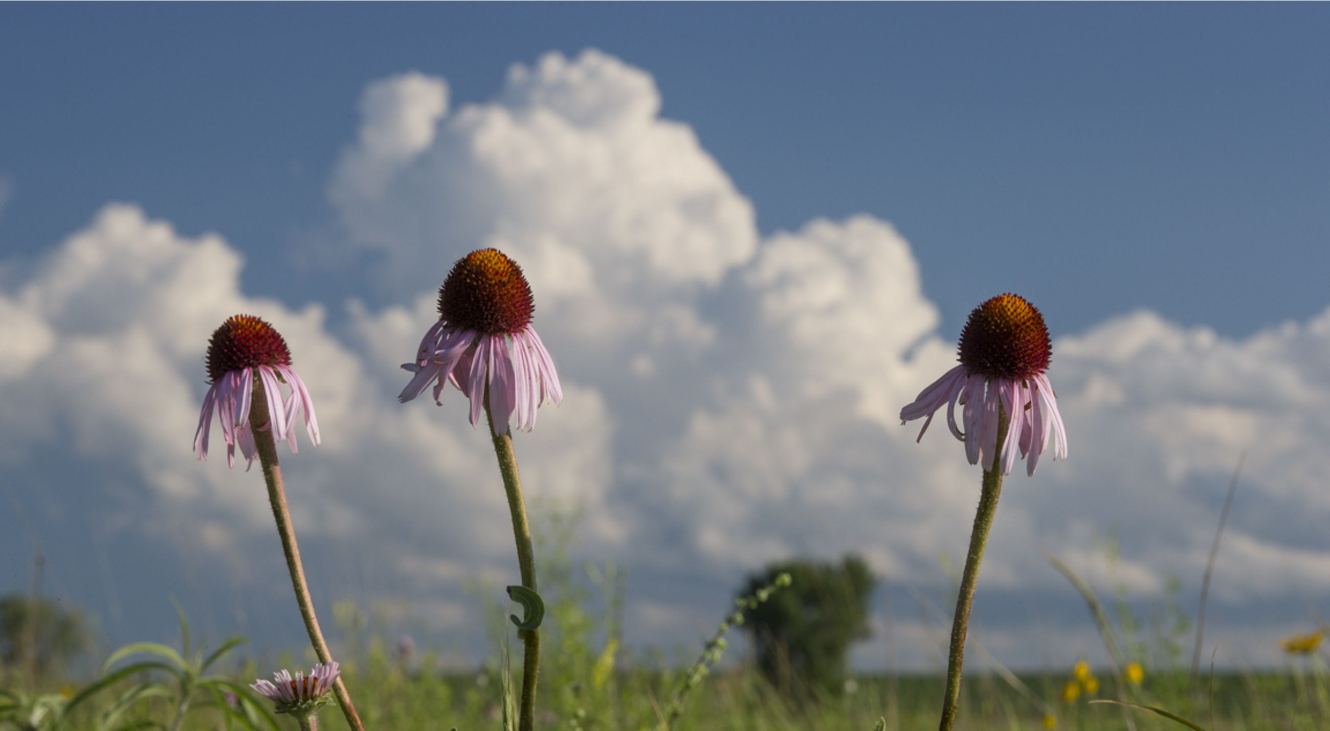 Echinacea flowers in bloom.