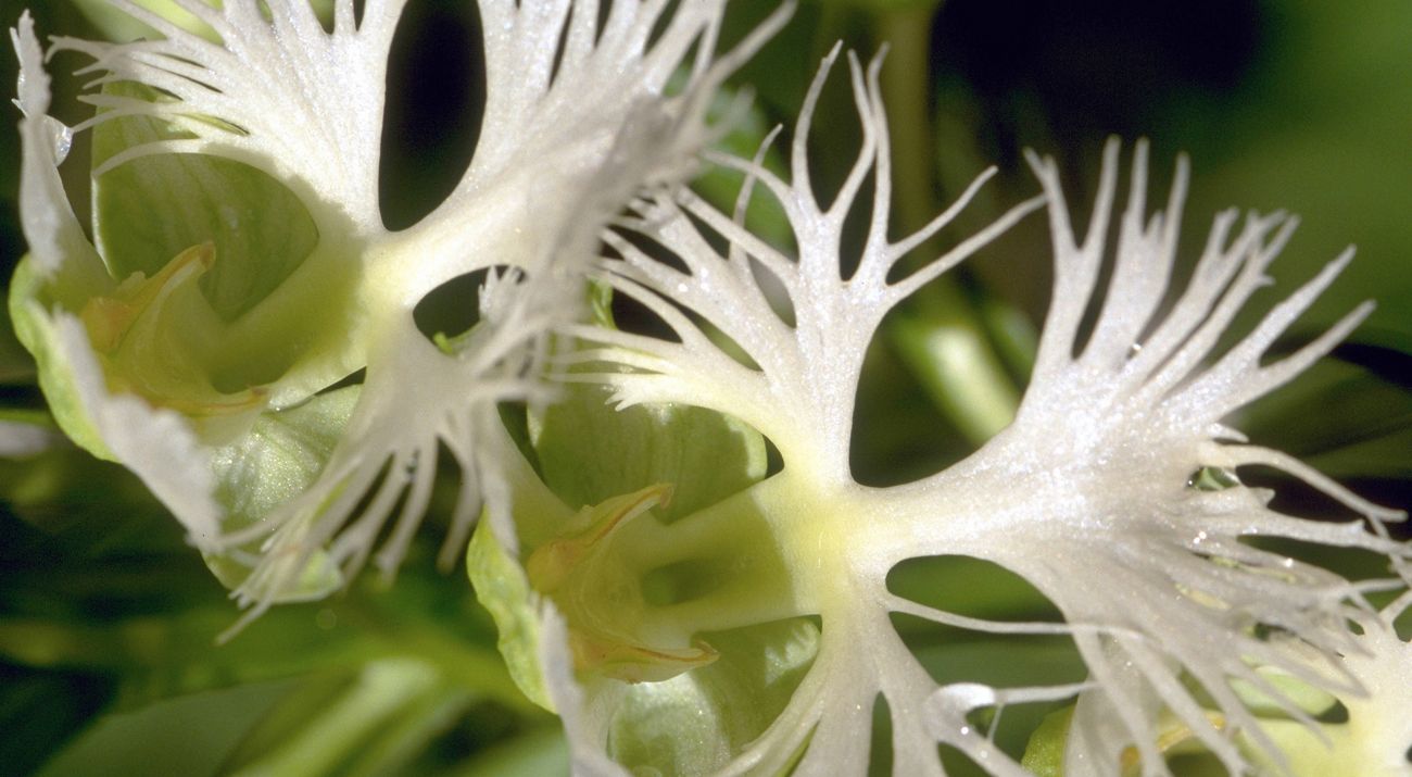 Western prairie fringed orchid.