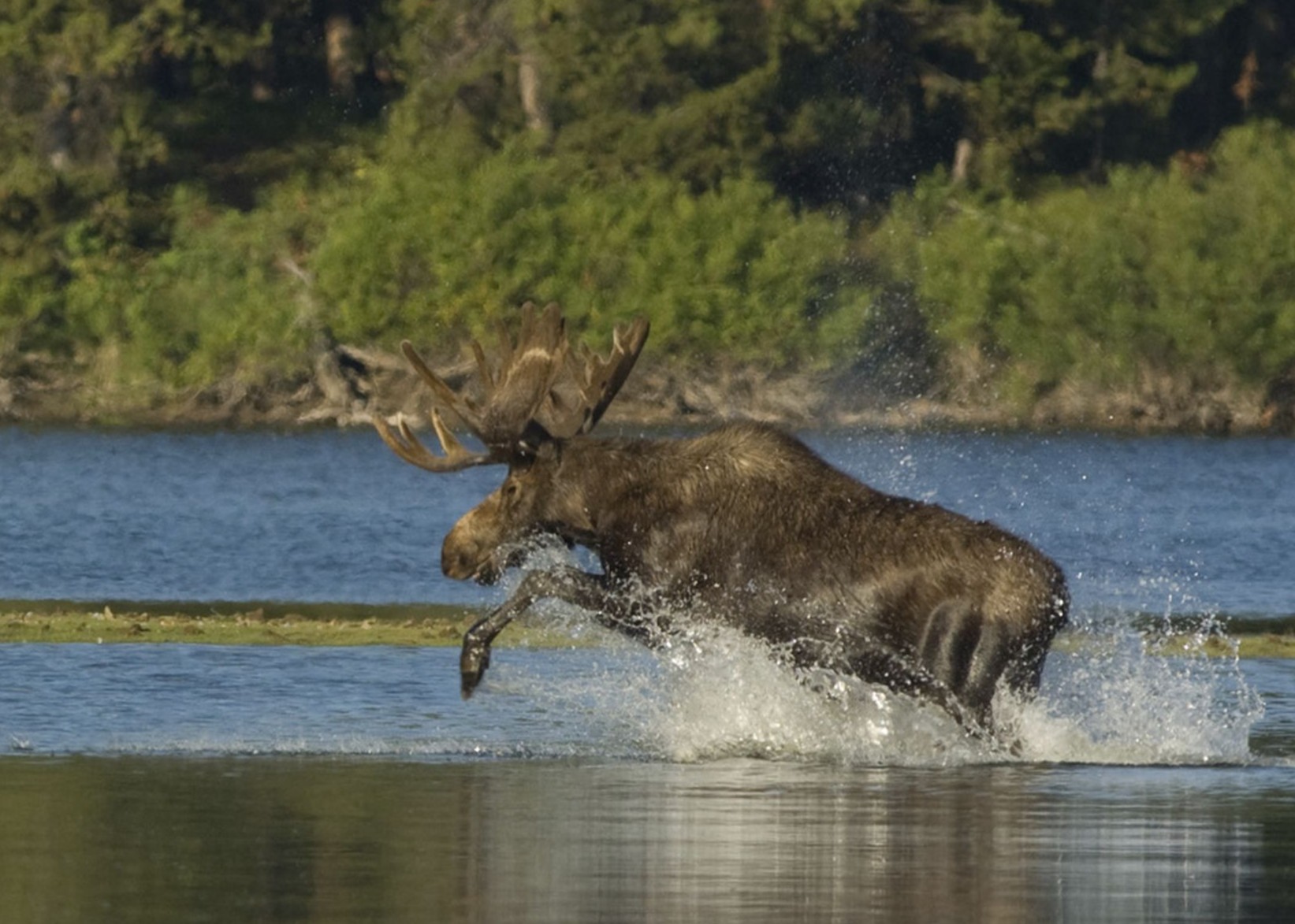A young bull moose leaps through water.