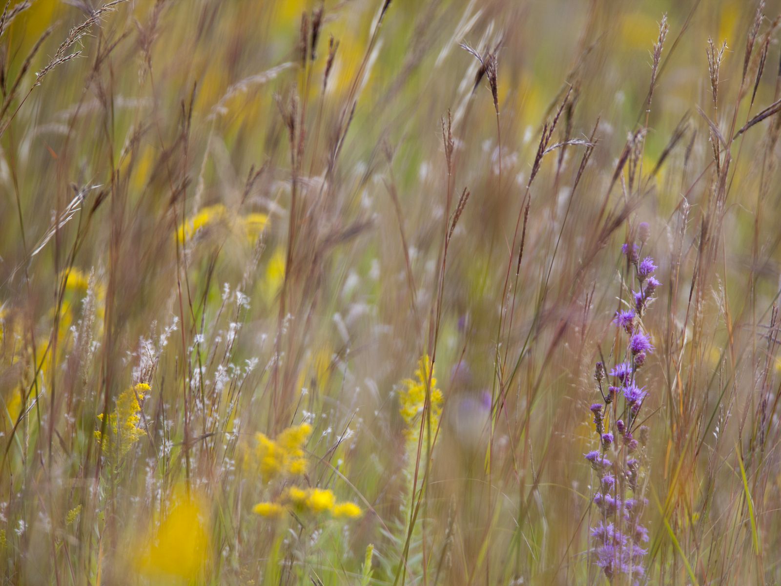 Prairie grasses and flowers bloom at the Northern Tallgrass Prairie National Wildlife Refuge.