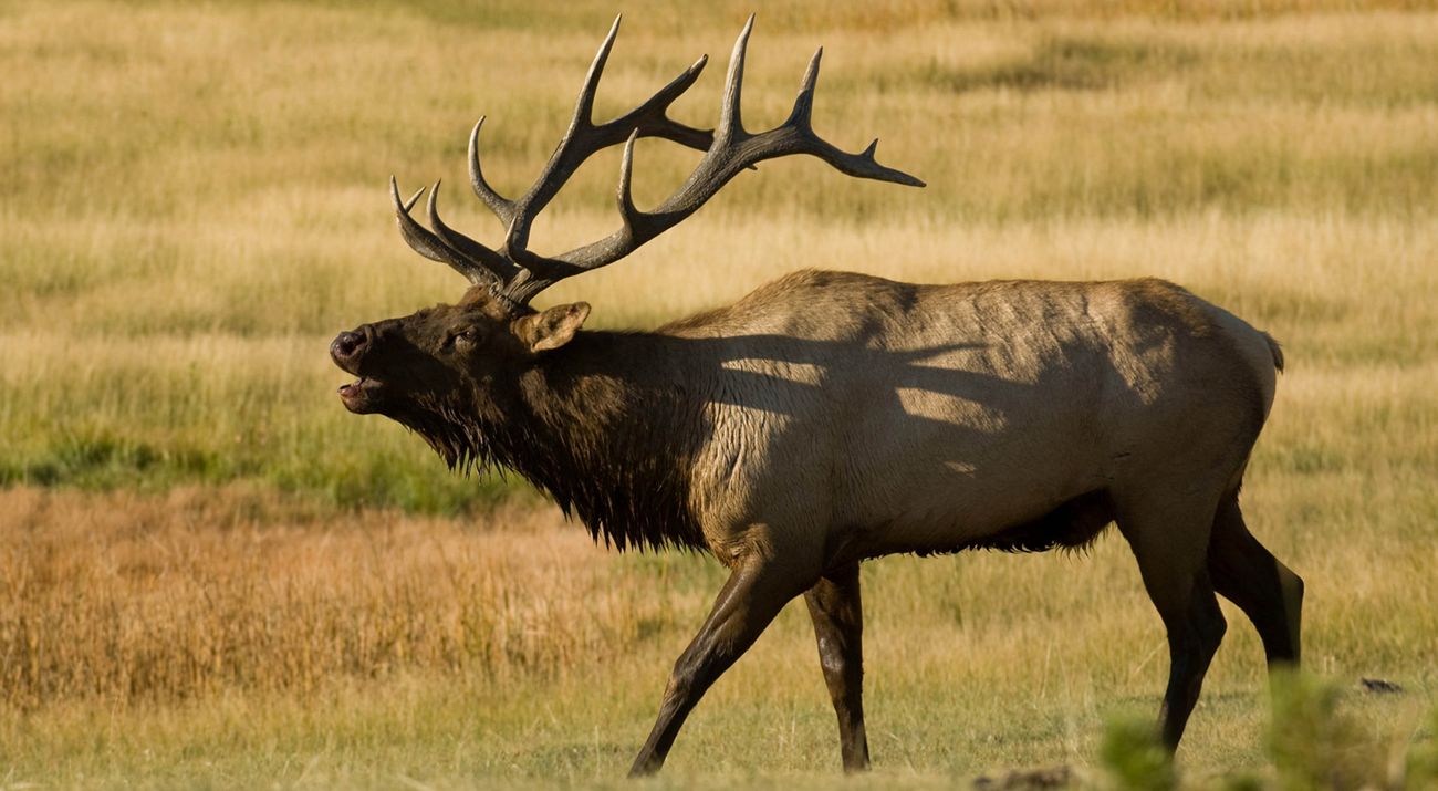 Moose in Tallgrass Aspen Parkland in Minnesota.