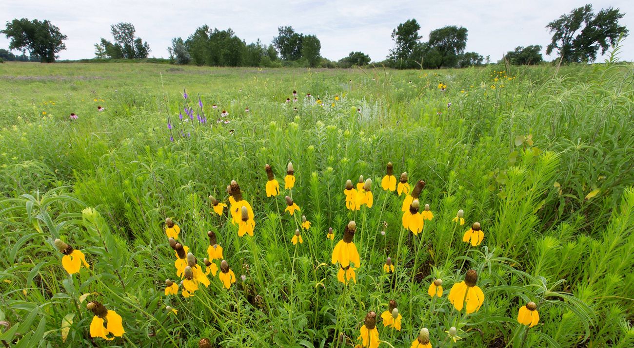 Minnesota prairie flowers blooming.