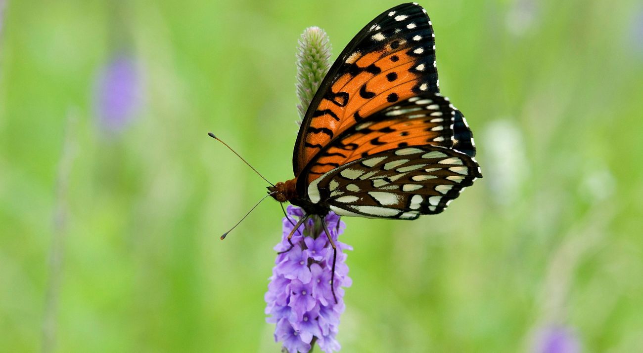 Regal fritillary butterfly on prairie plants.