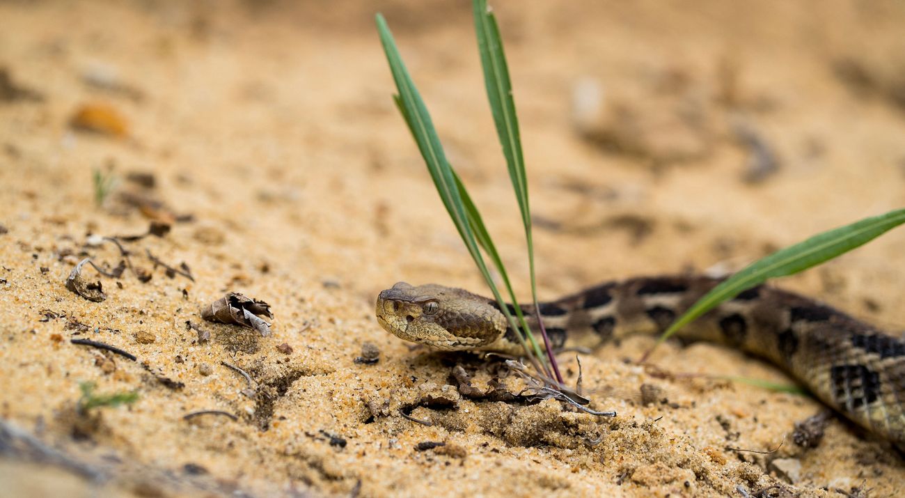 Timber rattlesnake, which can be found within Richard J. Dorer Memorial State Forest.
