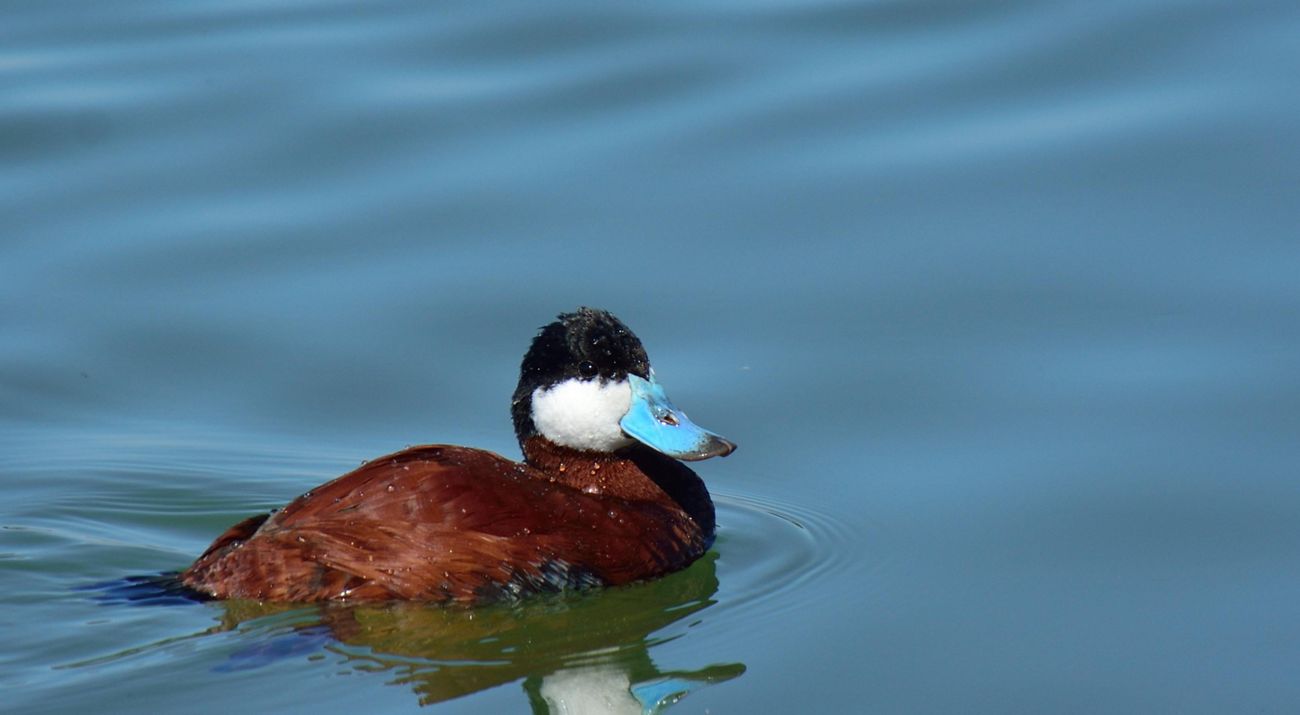 Ruddy duck on water surface.