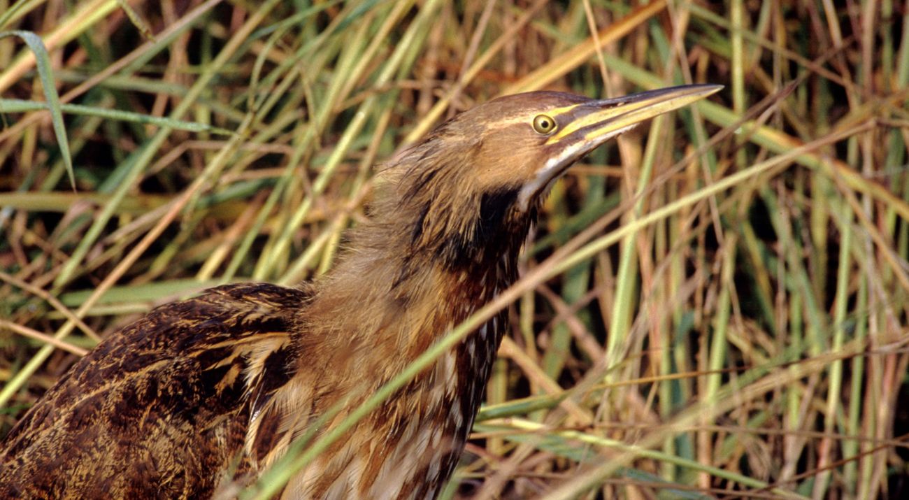 American bittern in marsh habitat.