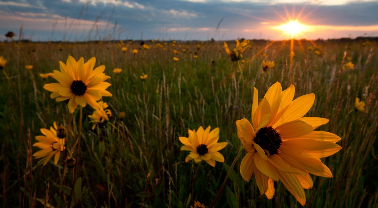 Wildflowers at sunset in Bluestem Prairie Preserve.