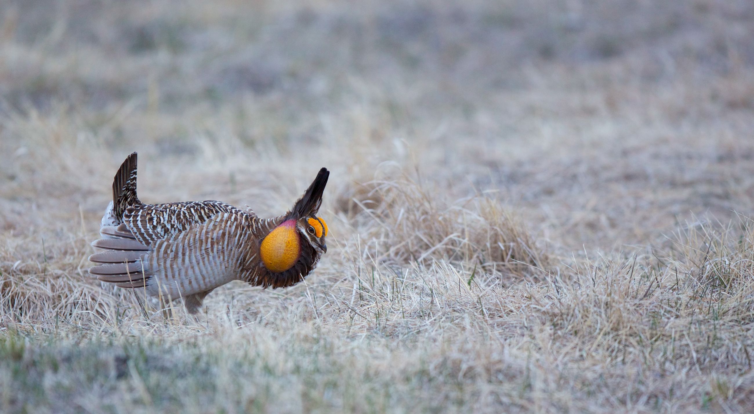Male prairie chicken.