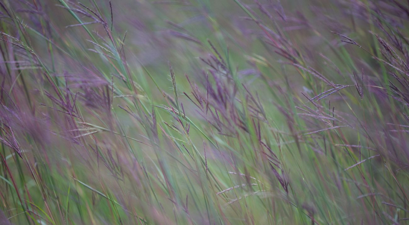 Prairie grasses in bloom.