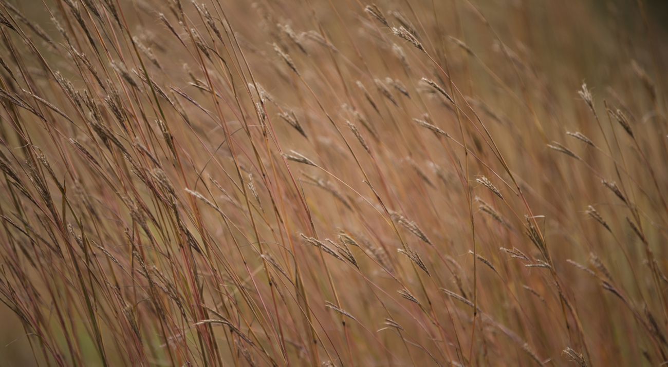 Big bluestem at Sheepberry Fen.