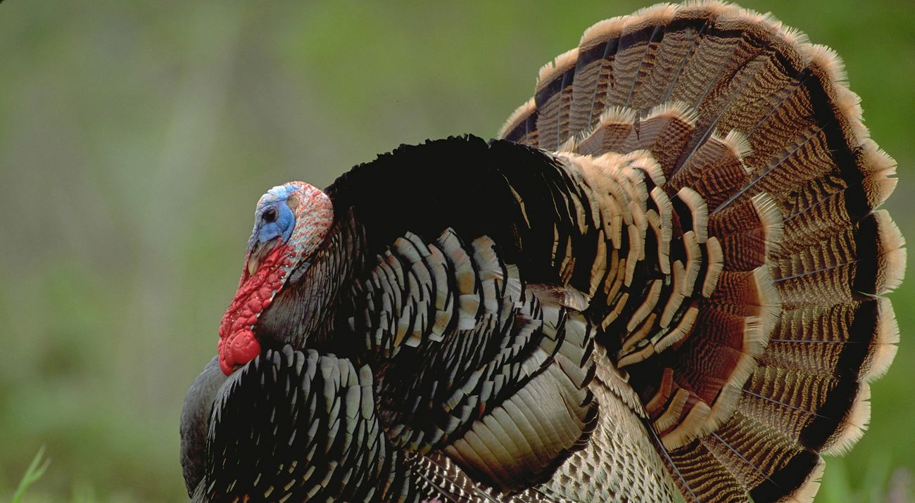 Close-up of a wild turkey.