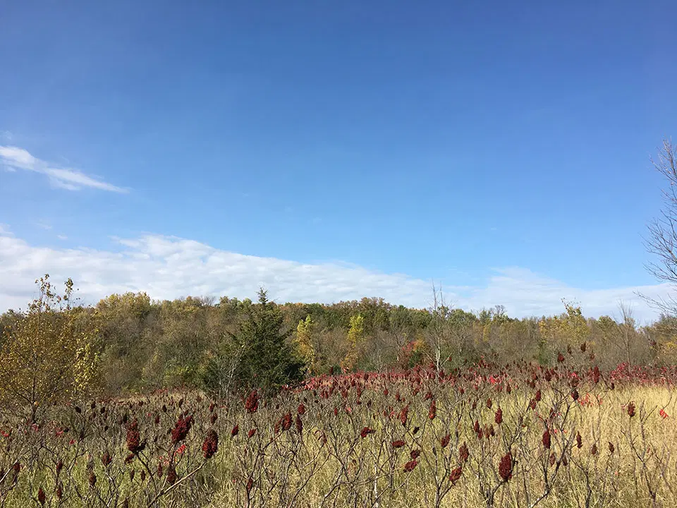 Planted hillside within Big Woods Heritage Forest WMA.