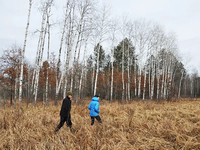 Hikers explore an aspen grove at Crow Wing State Forest.