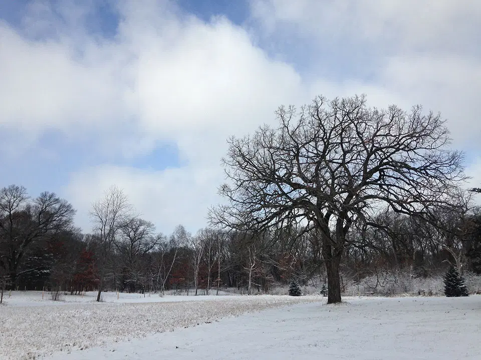 Forest habitat during winter at Janet Johnson Memorial WMA.