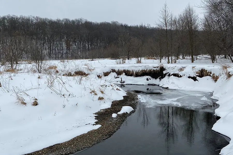 Winter view of forested stream habitat at Little Cannon AMA.