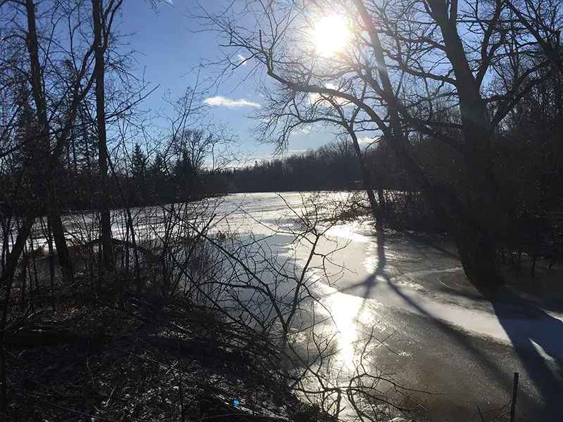 A winter scene of river shoreline at the Savanna State Forest Addition.