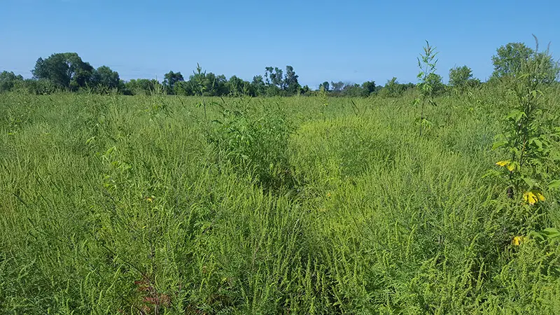 Prairie plants grow at Sunktokeca Creek Wildlife Management Area.