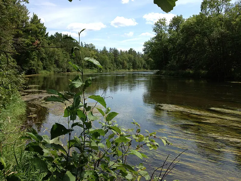 Summer plant life along the Crow Wing River.