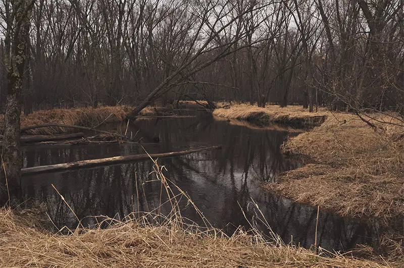 A fall scene of river shoreline and forest at Sissabagamah Creek.